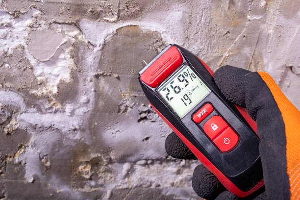Carrizo Hill, TX Mold Removal Company
